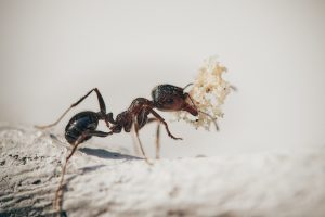 Kauf eines Ameisenhotels